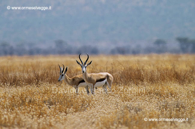 Springbok 59-11-08